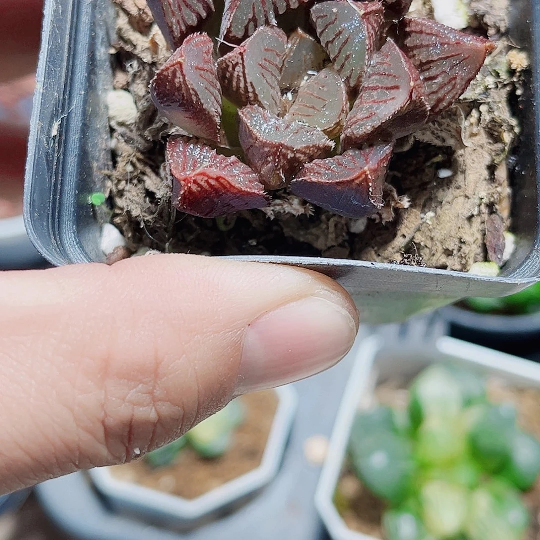 特价处理实生系列