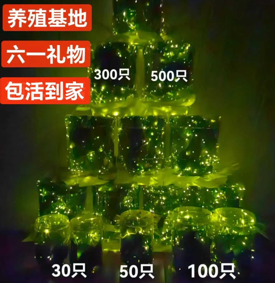 萤火虫人工养殖 夜精灵饲养盒 包邮到家 带瓶发货送喷瓶
