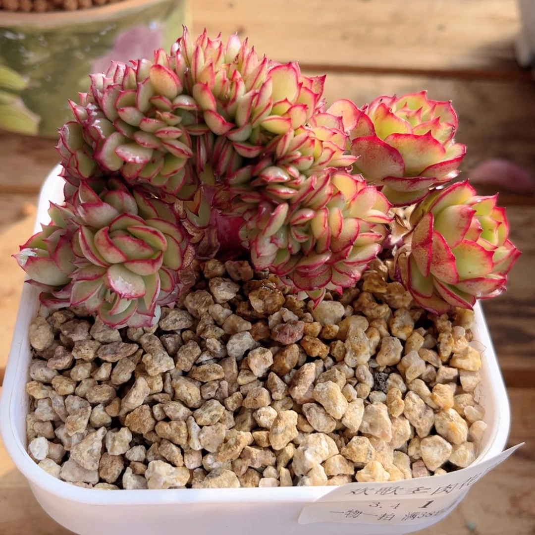 D*3.4-1牡丹亭缀化1111111