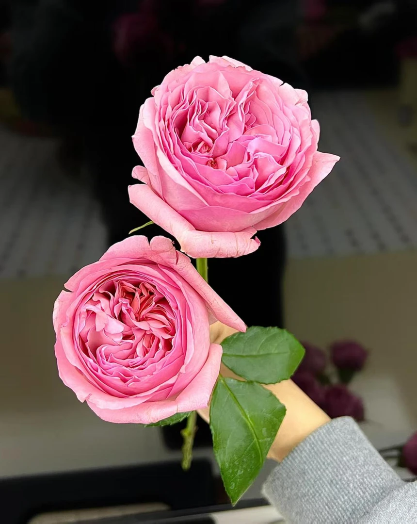 【买一送一】C级枫丹玫瑰10支   云南基地鲜花     家养水养