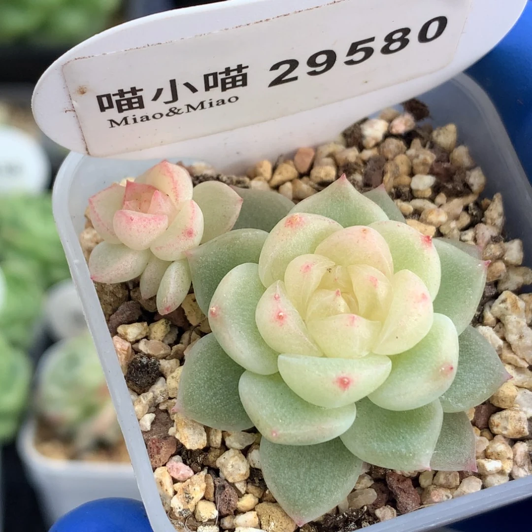多肉植物杂交珍妮