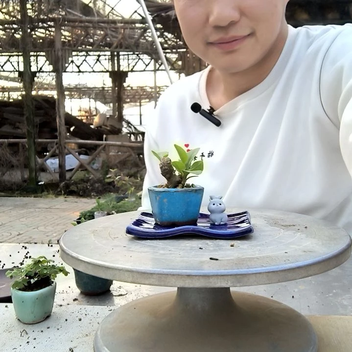 是**呀小盆景小植物一物一拍254