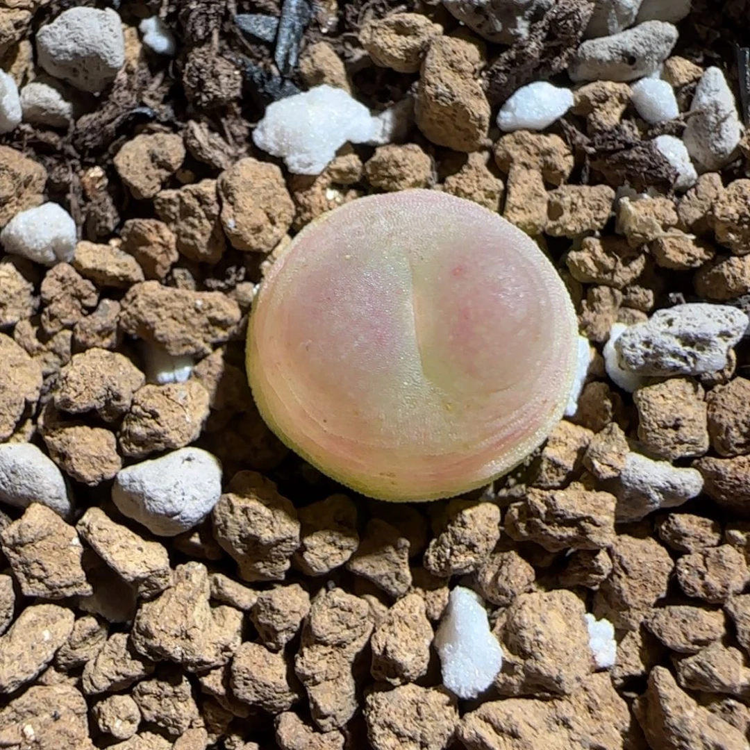 肉锥多肉植物组合-日式拉登983