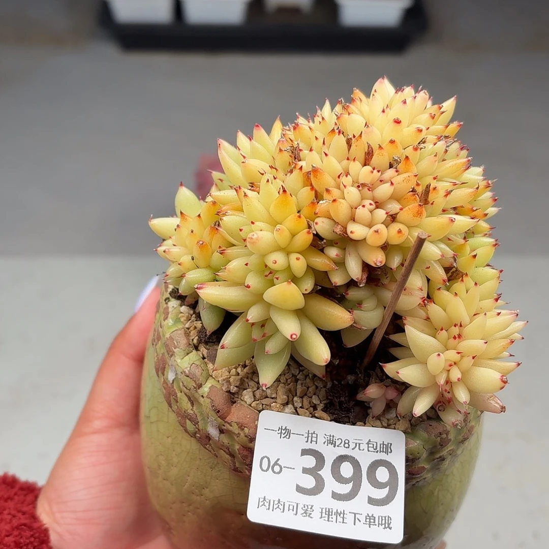 虎鲸缀化无盆土发货无