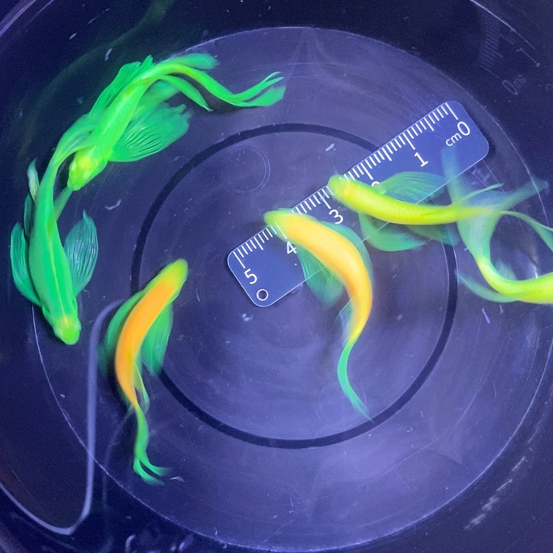 斑马鱼蝶翼斑马4-5厘米6条