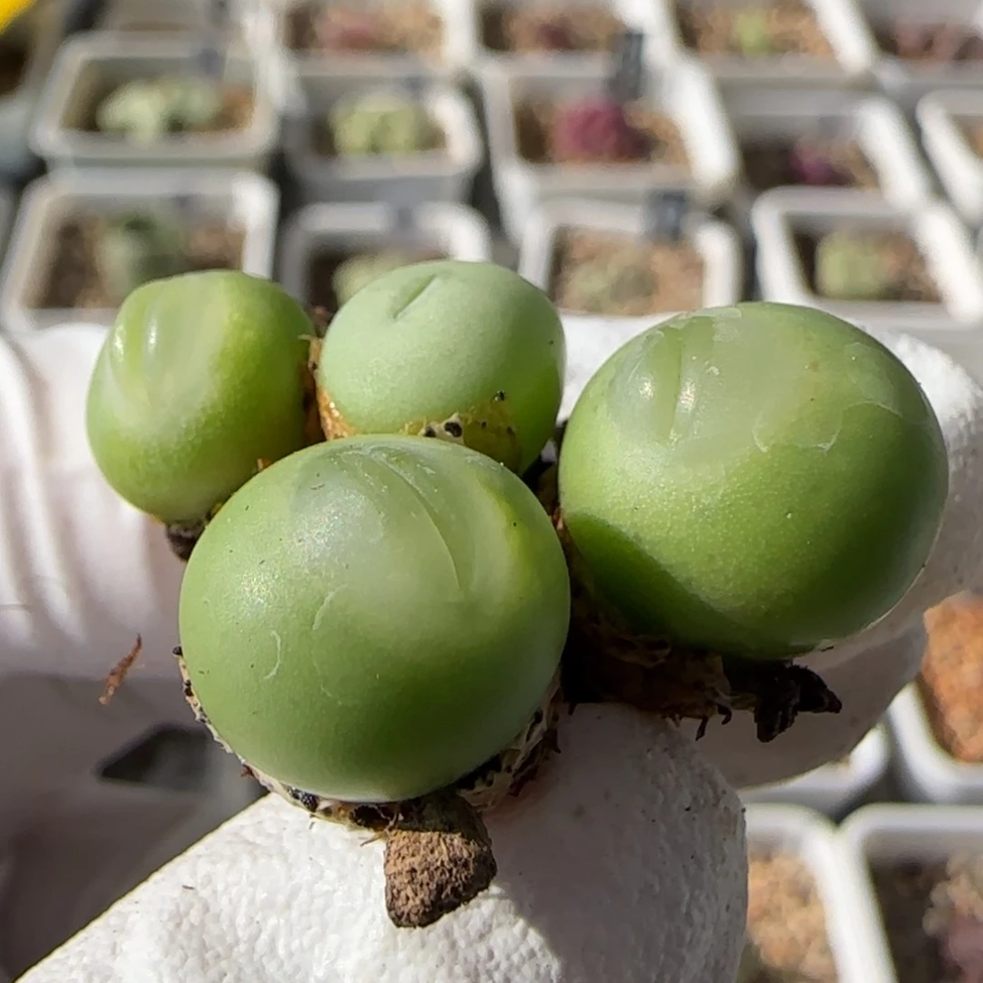 ?****o6-3当天满38包邮嘟嘟嘴大G