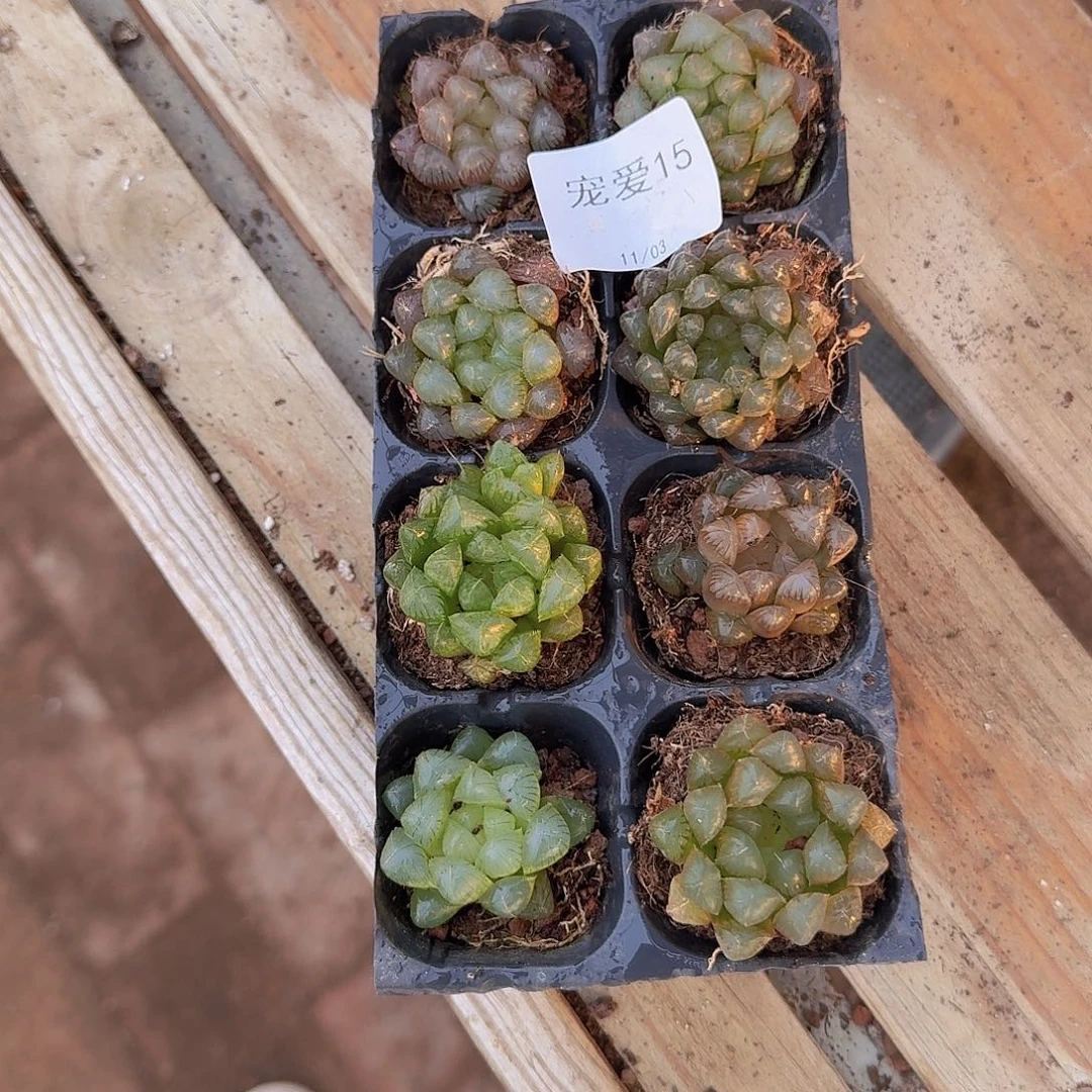 直播福利一物一拍15