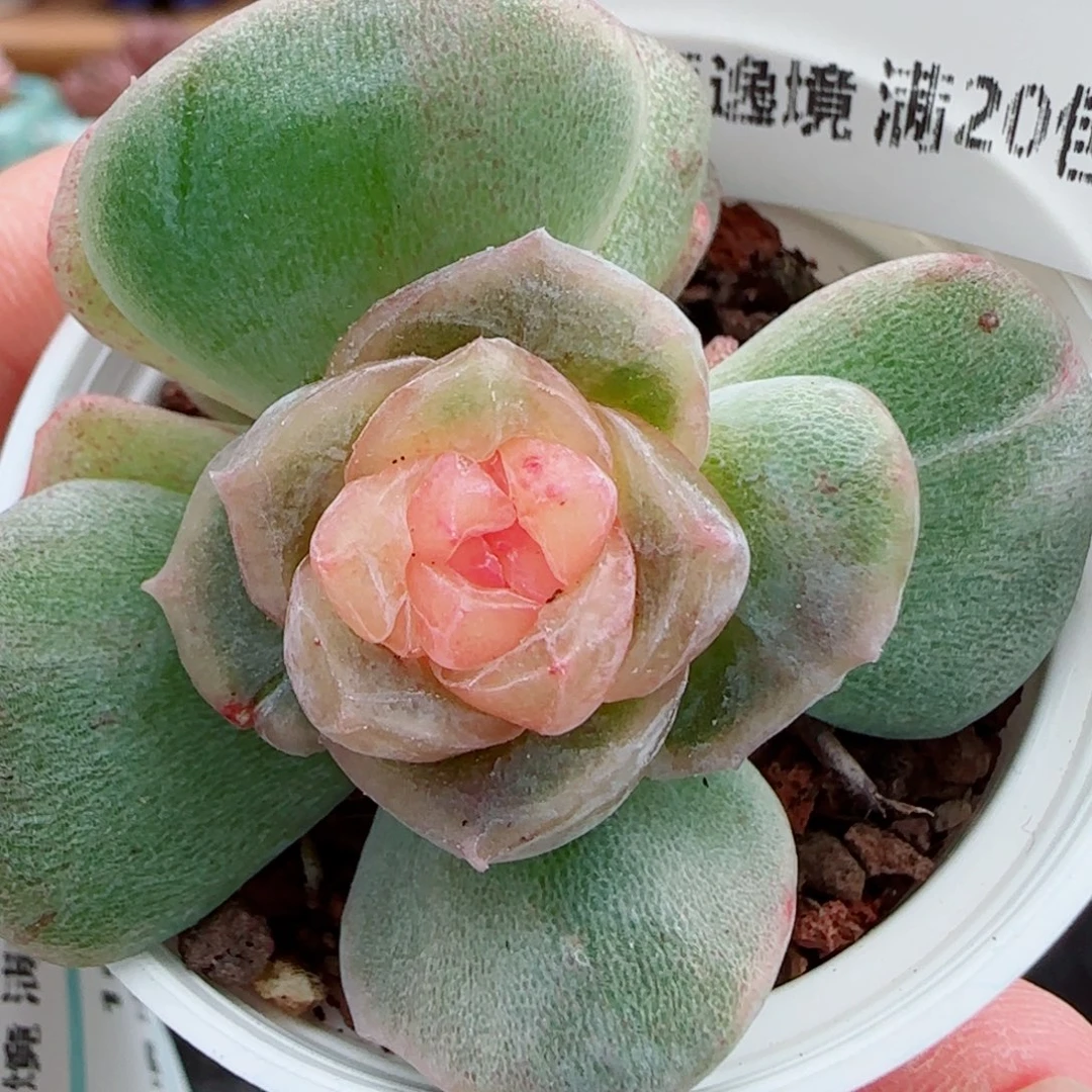 花语逸镜1006-11溏心