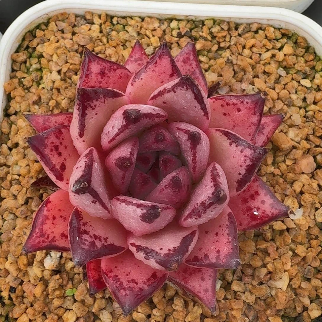 从前慢多肉编号血乌木