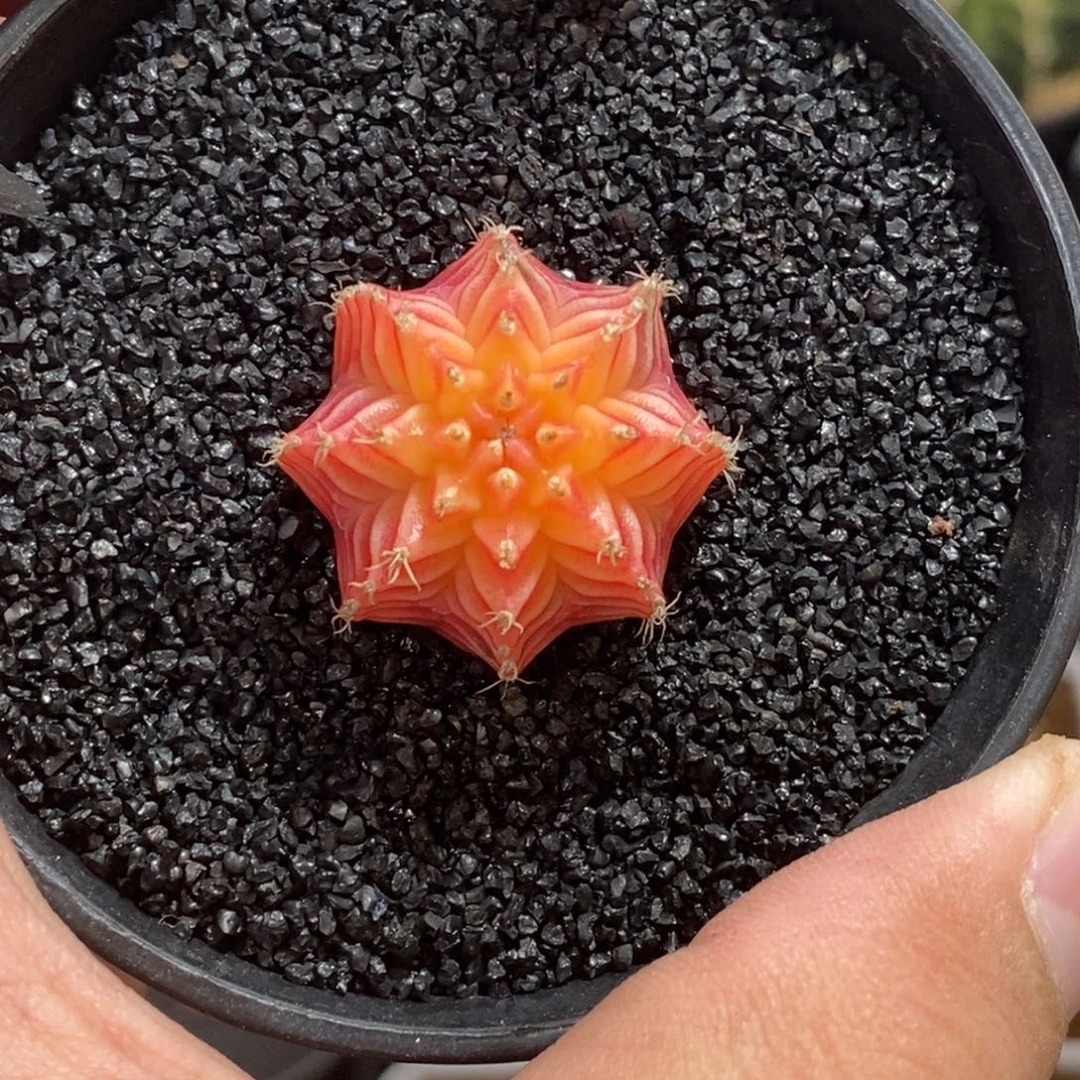 精品米哈—脱土发货15