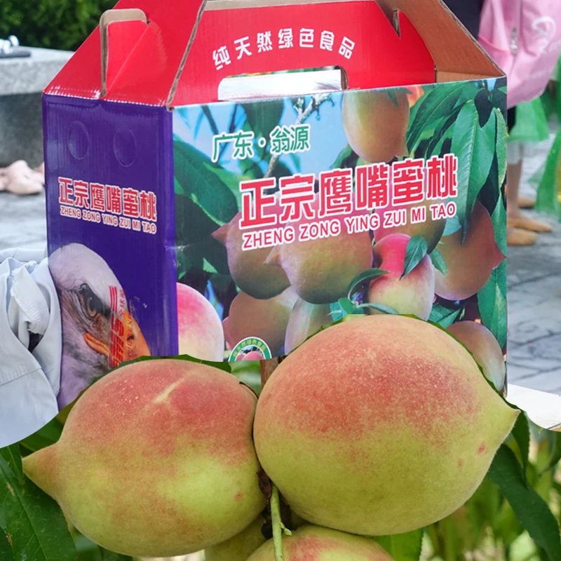 [翁源鹰嘴蜜桃]脆甜桃子正宗广东韶关九仙新鲜县采摘现发应季水果