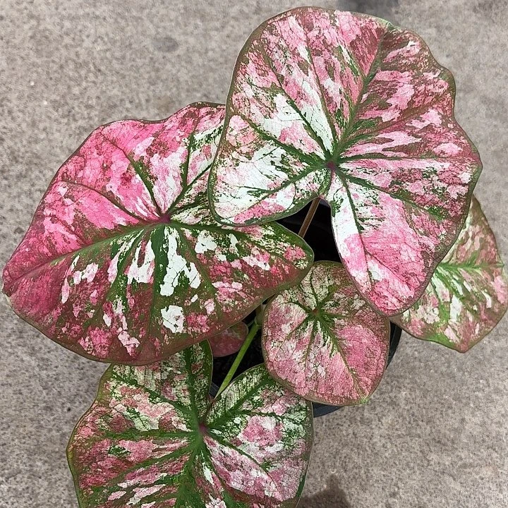 姐***姐68-1122大花脸广东现货