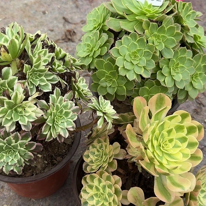 0302 水蜜桃 天河 荔枝