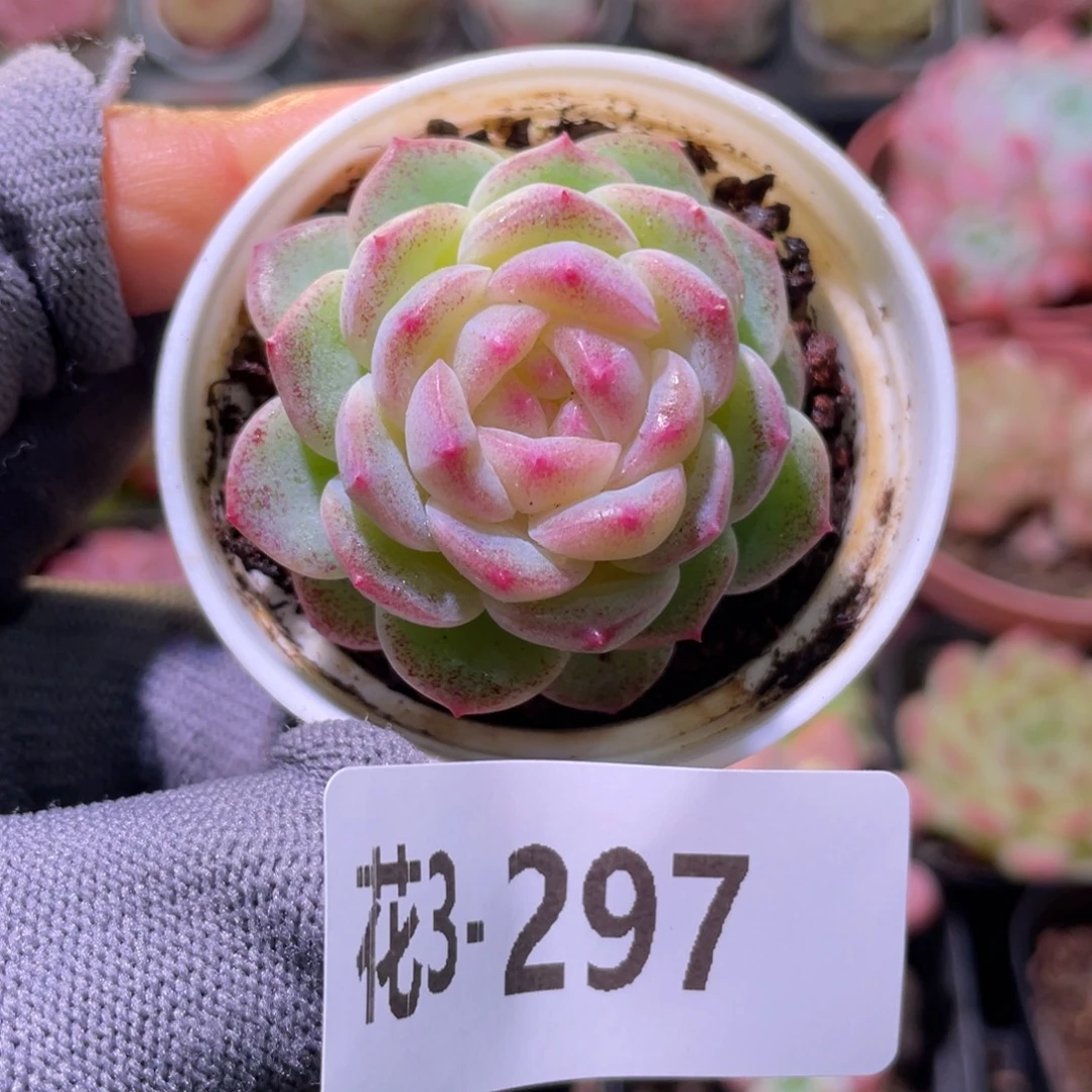 花利美3-297新品珍妮