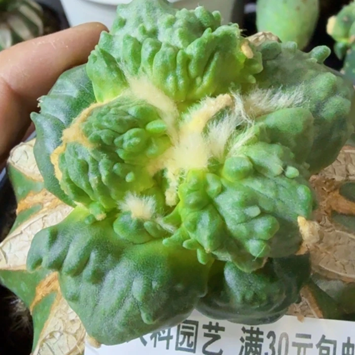 用***9福利苗接蛋怒687仙人球