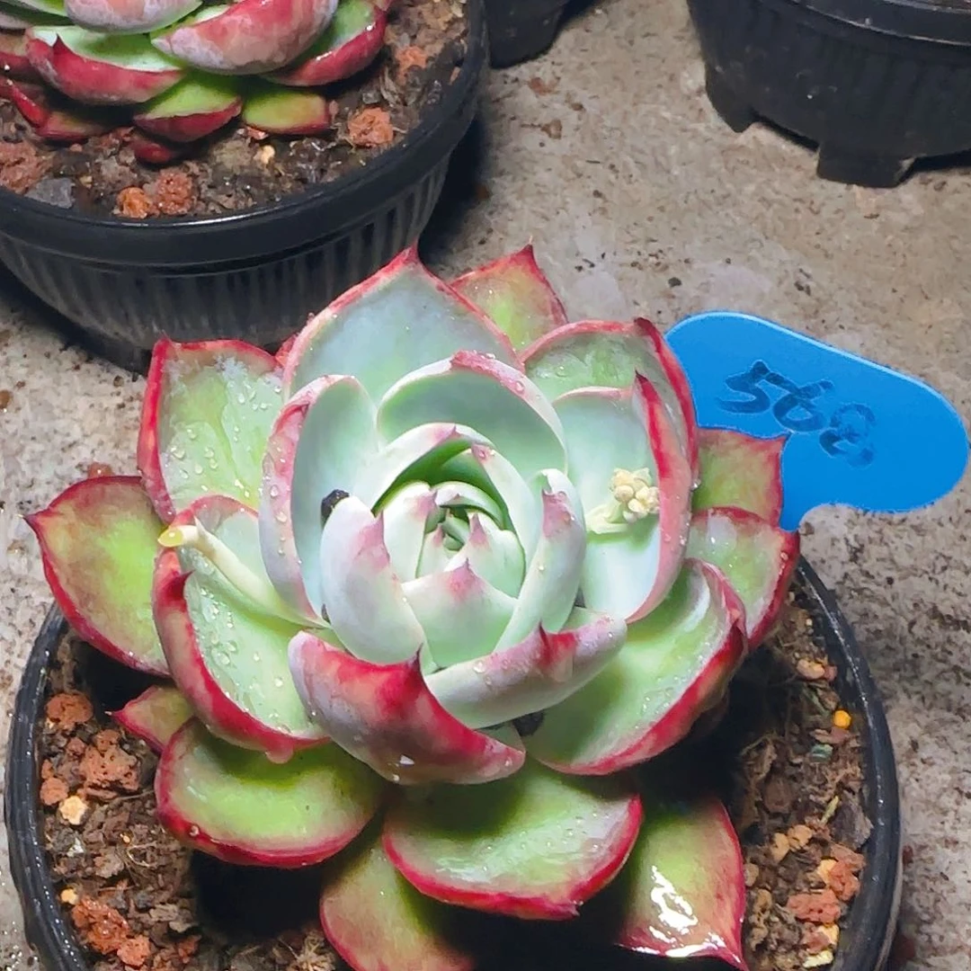 惊鸿仙子一物一拍568号