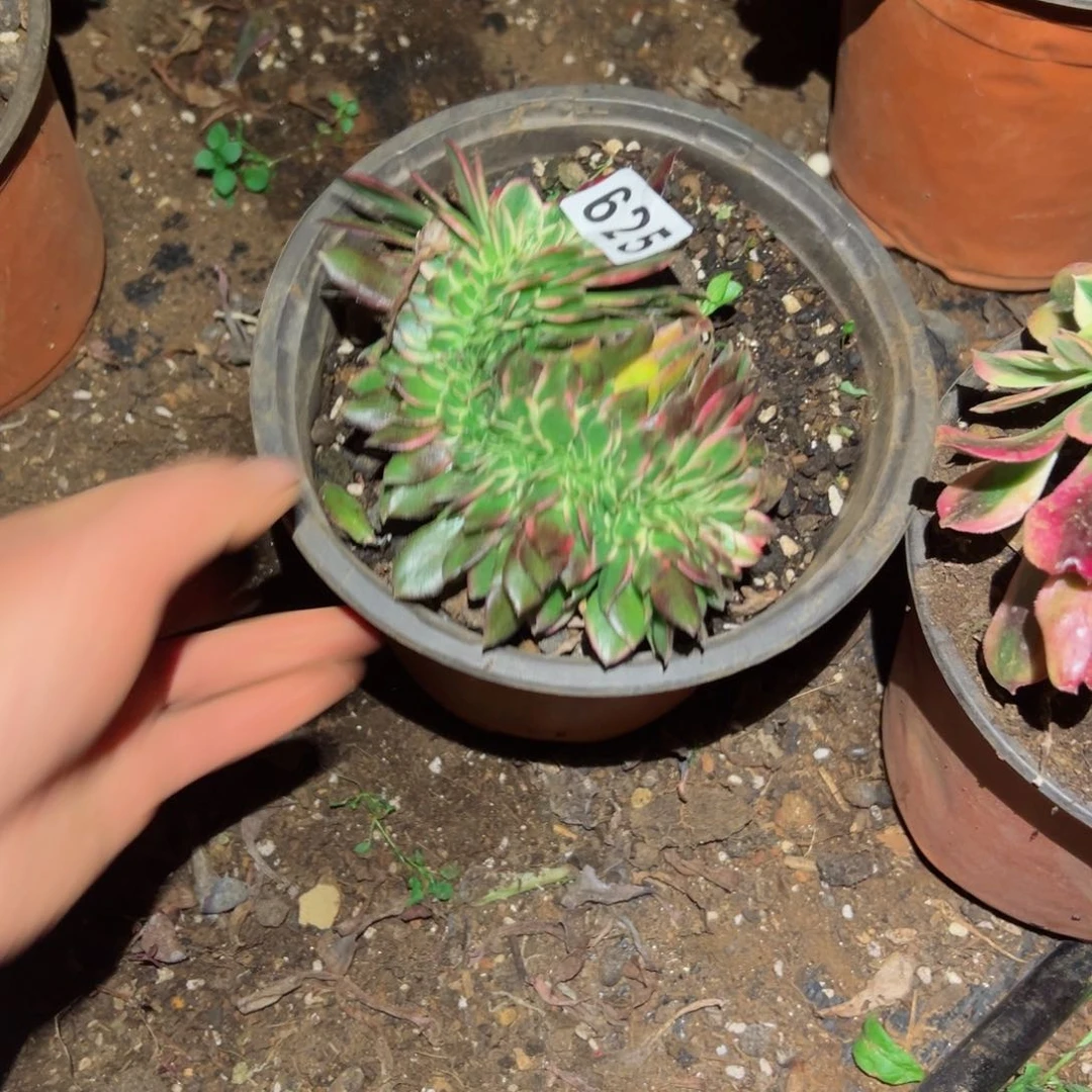 625 号法师多肉植物新年快乐