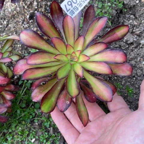 67魅力满25包邮多肉