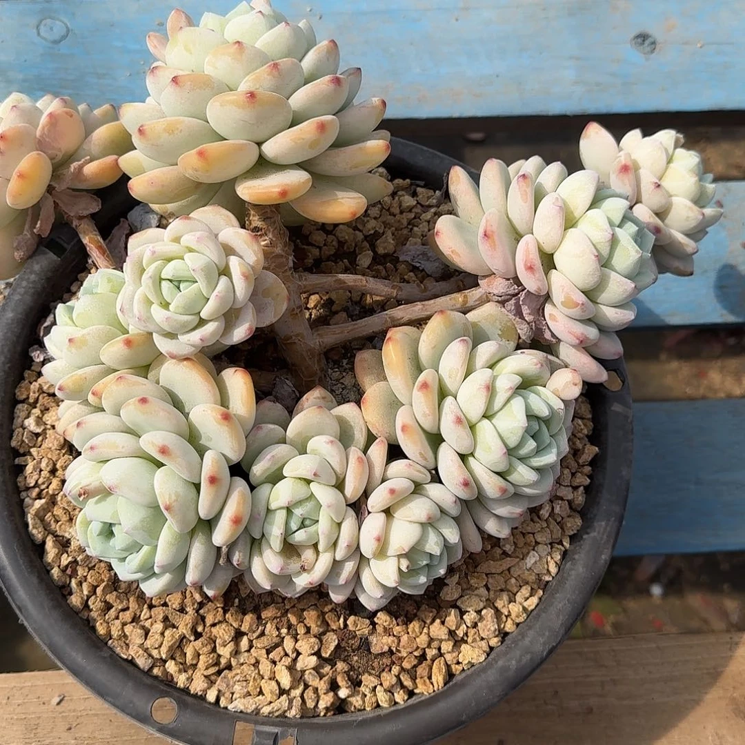 圆叶冷香 0000000000