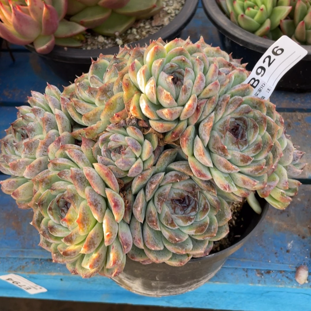 无花朵若如东云组拍B926