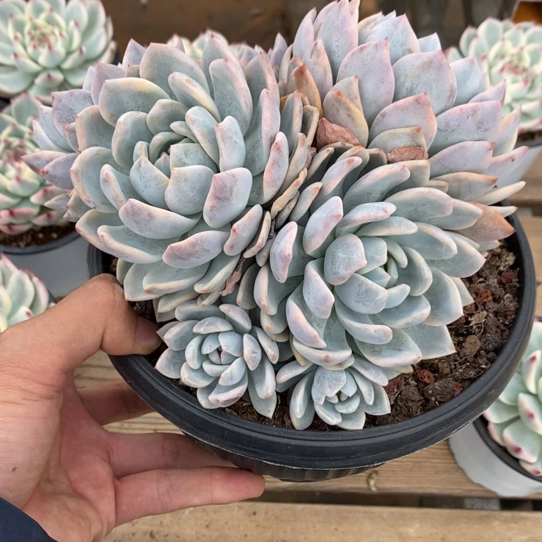 橙子多肉植物7957