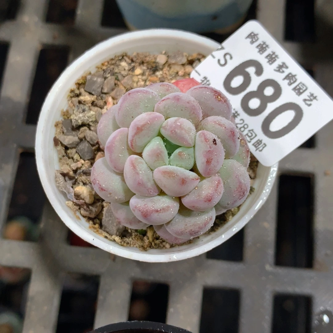 5CM拇指盆精控多肉ZS680