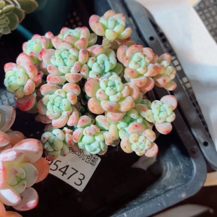 幸运的是我还没遇到你呢