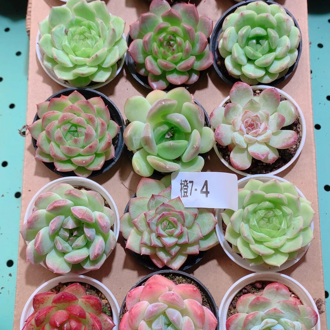 7-4一物一拍多肉带盆18颗