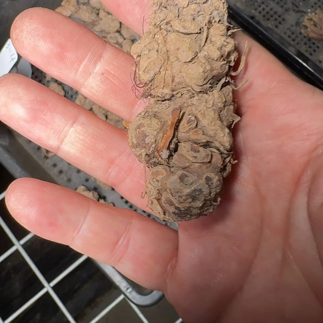 月***界4.00811ca一个大号的