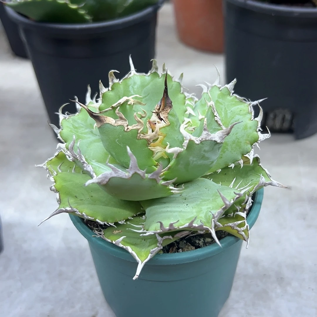 蕾丝一物一拍偏远不包邮