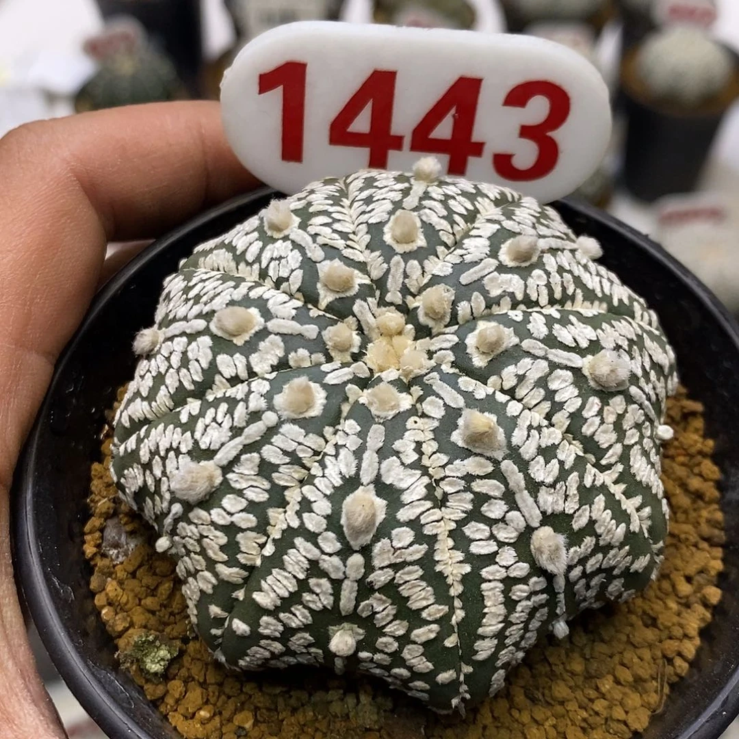 1443福利特价来了特价