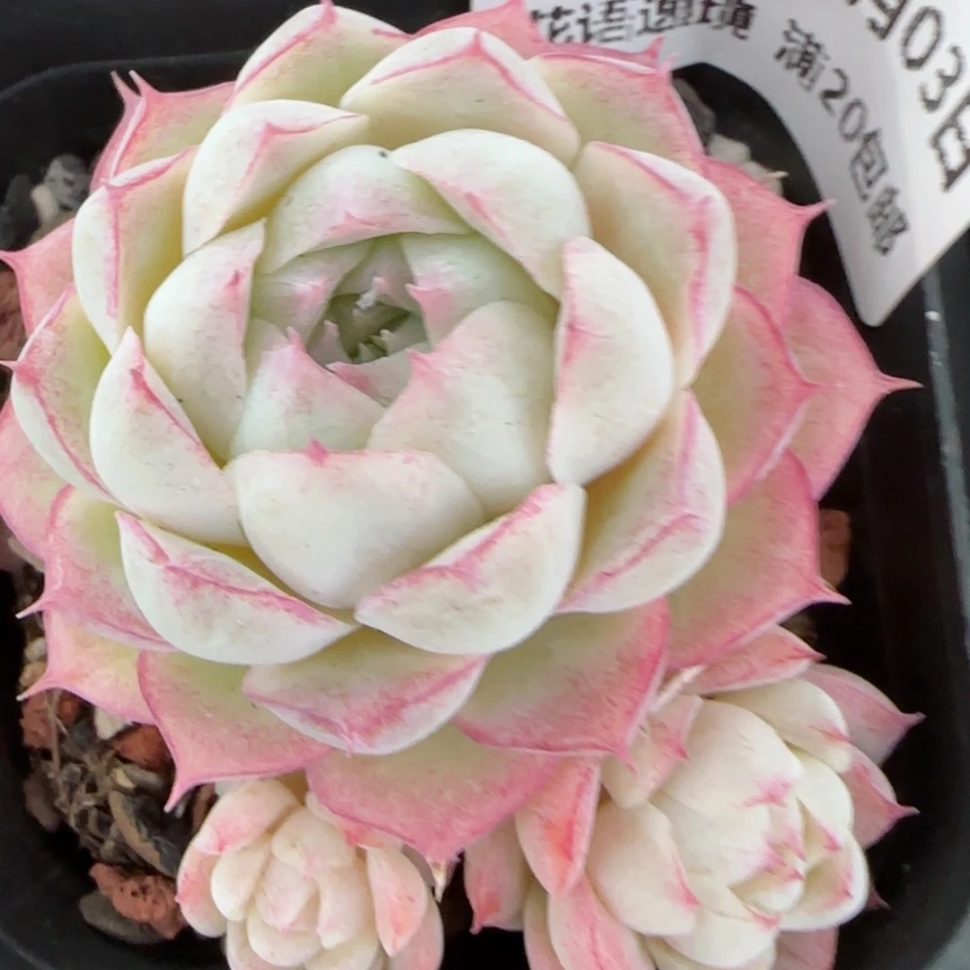 花语逸镜0203-656