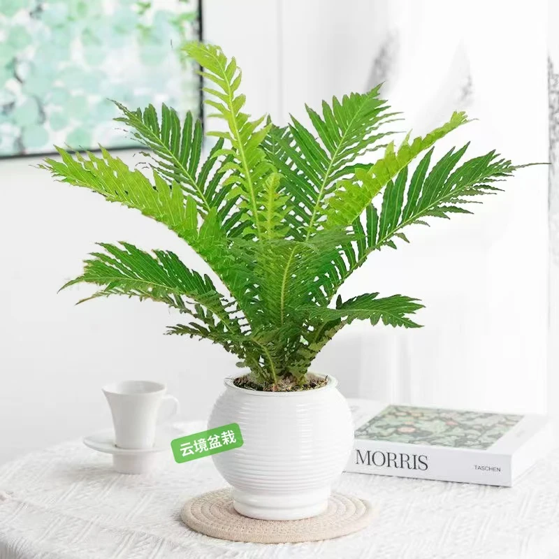 YJ富贵蕨盆栽室内吸甲醛观叶植物绿植喜阴凉容易养活吉姆厥