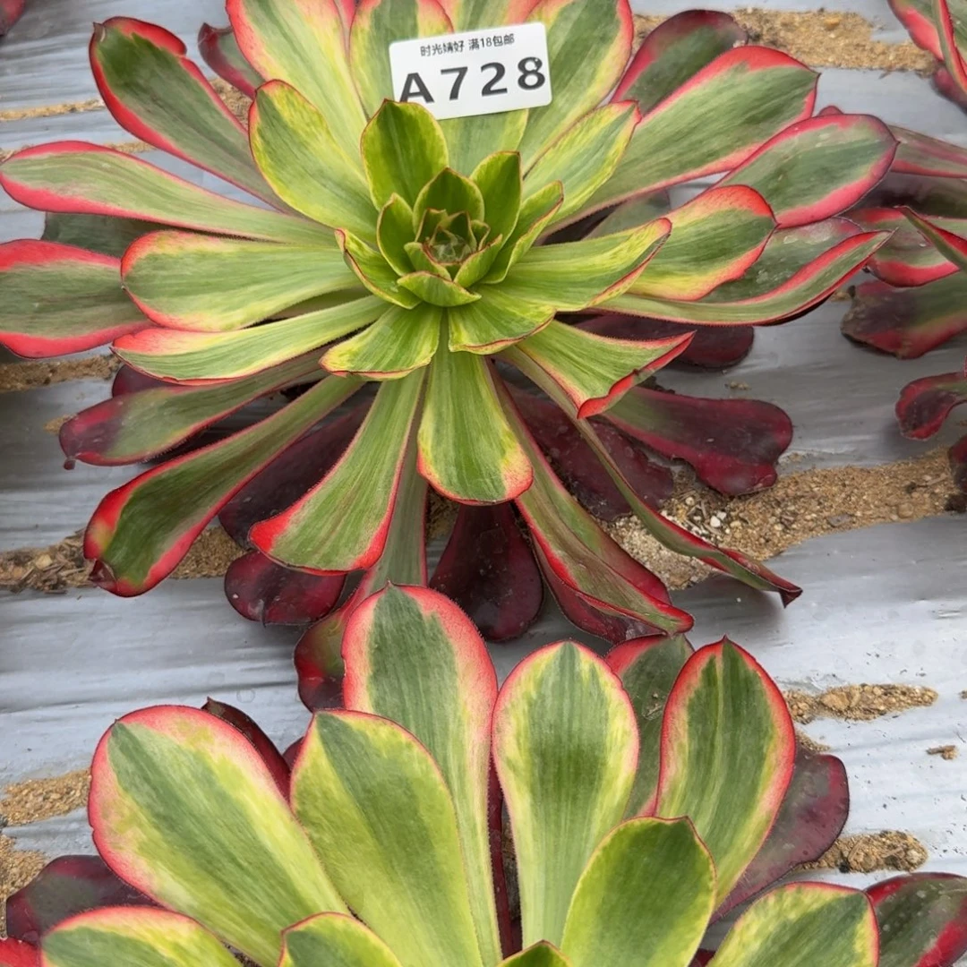 杨***意728巫毒超白 多肉植物