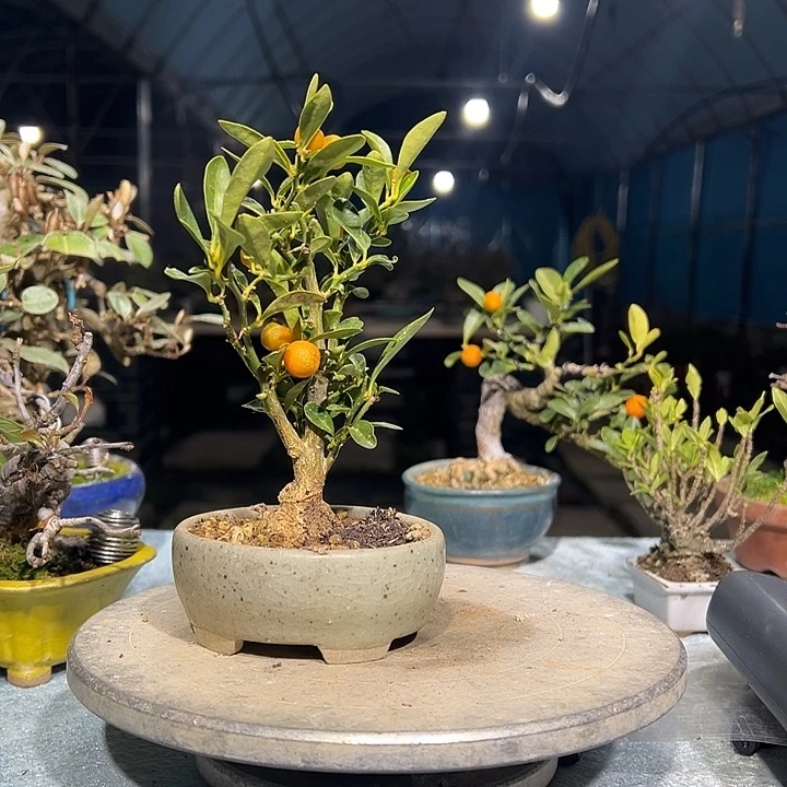 P***.无花朵筋筋斗盆景金豆