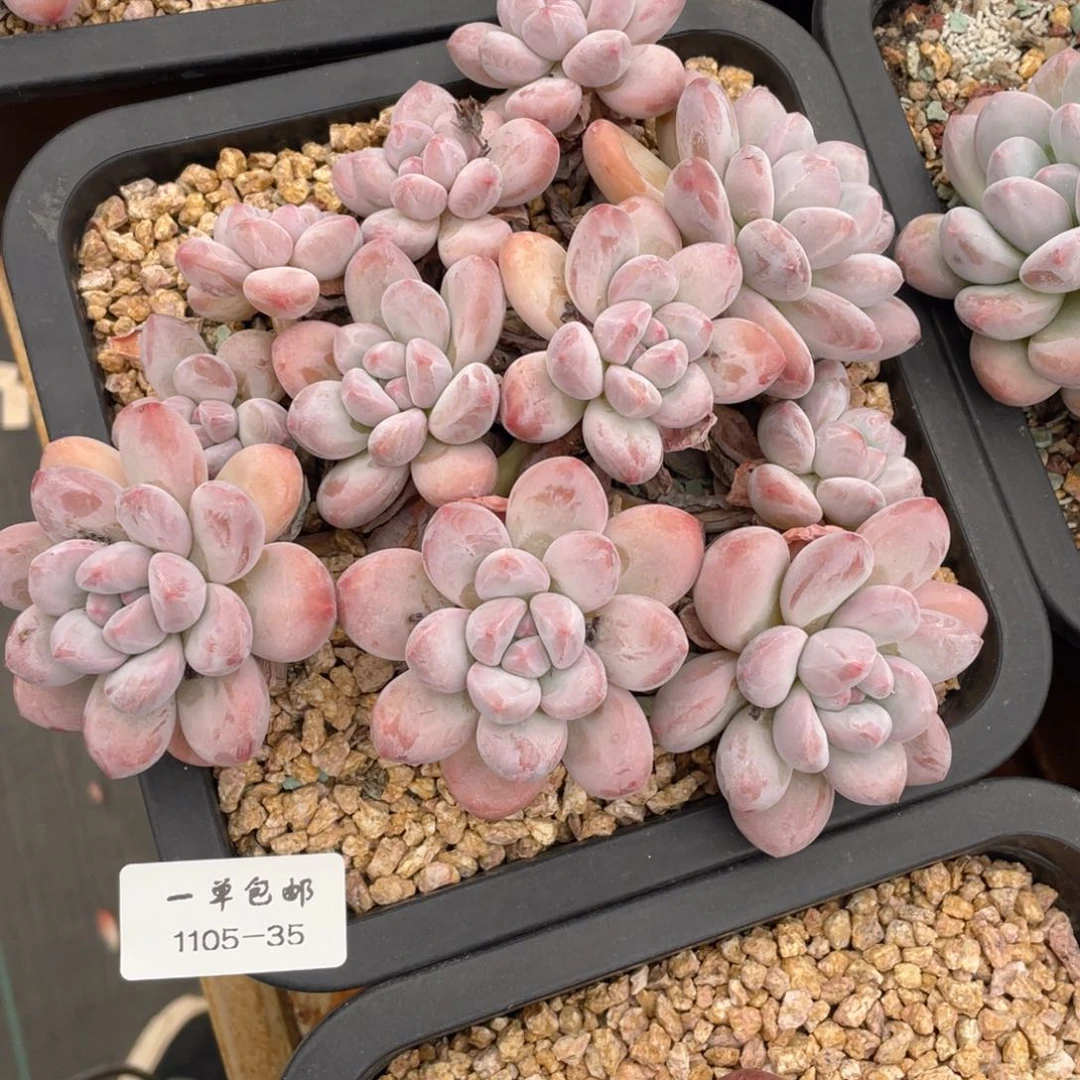 摘**?1105-35-香水，，，，，