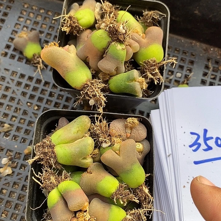 3509风铃母本一盒有伤