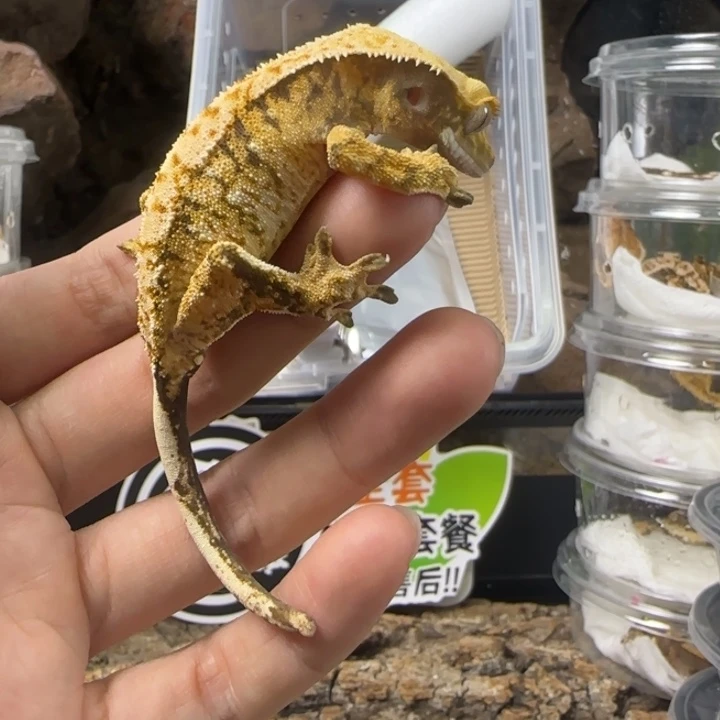 睫角守宫虎纹超三
