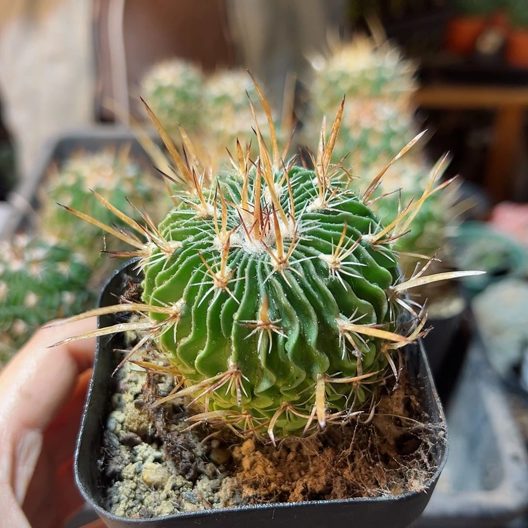 自根纸刺振武玉5.5公分