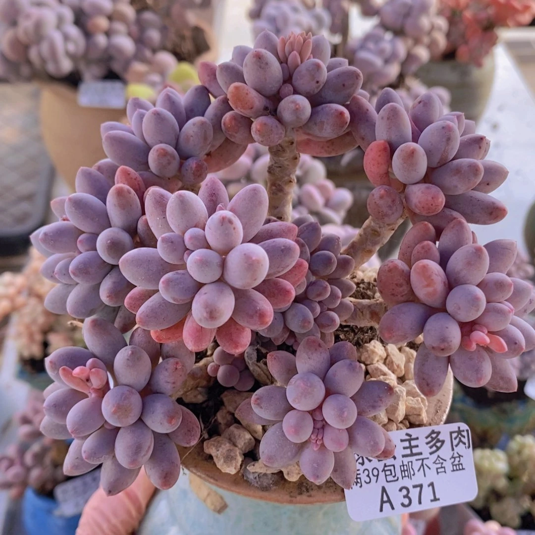 婴儿手指老桩11cm371多肉植物