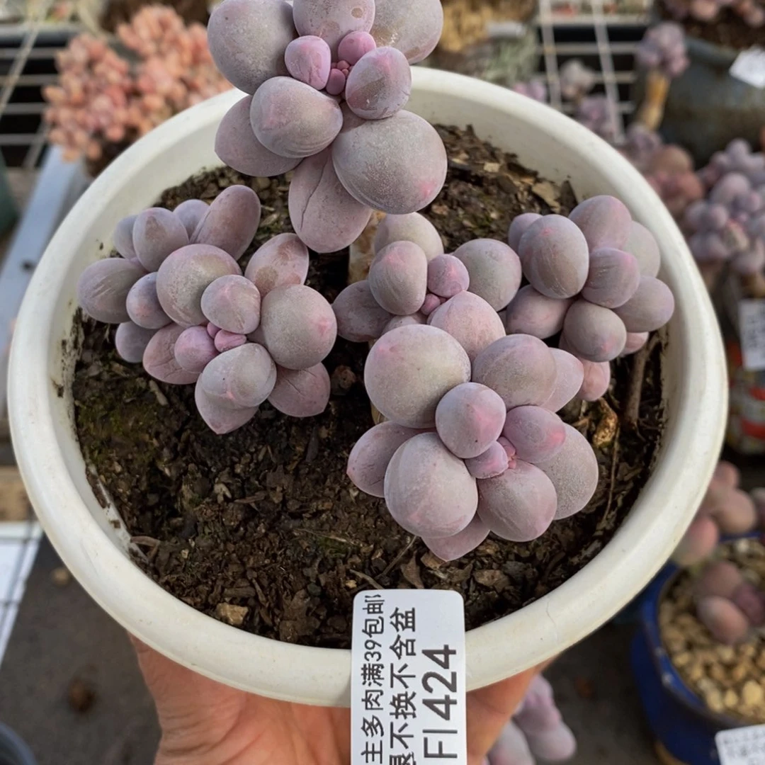 香水手指424/10c m