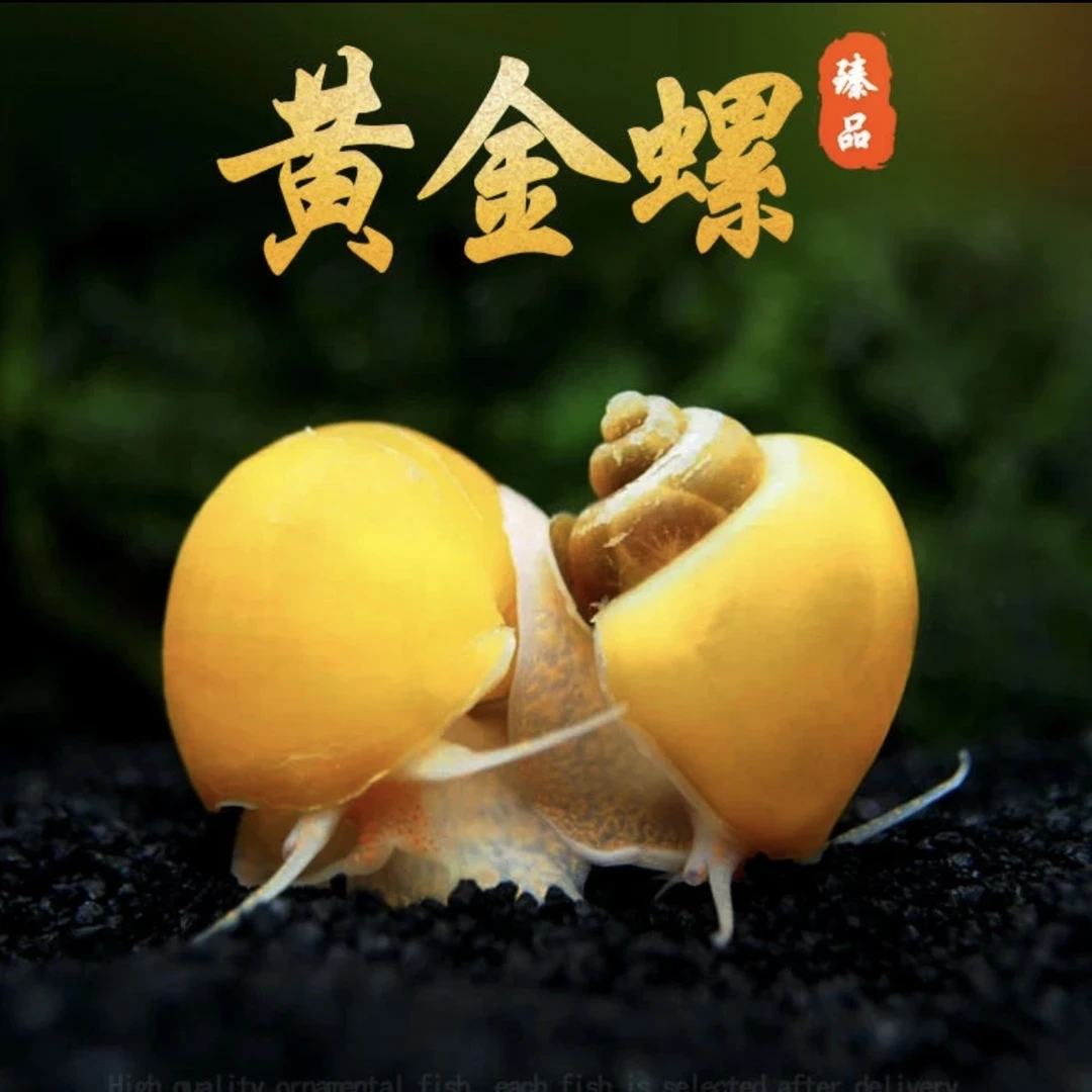 黄金螺观赏螺可净化水质吃水藻清洁鱼缸淡水螺