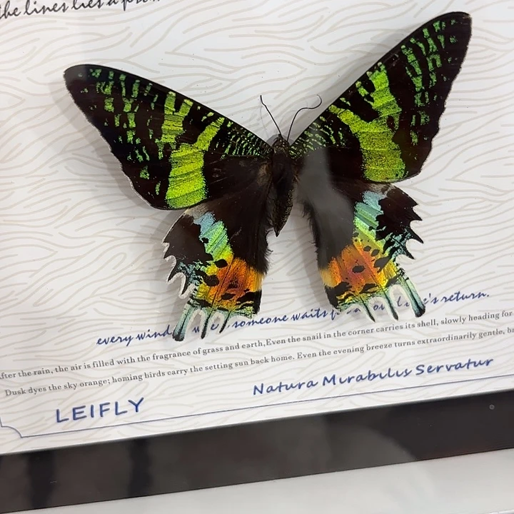 *****蝴蝶标本定制434@