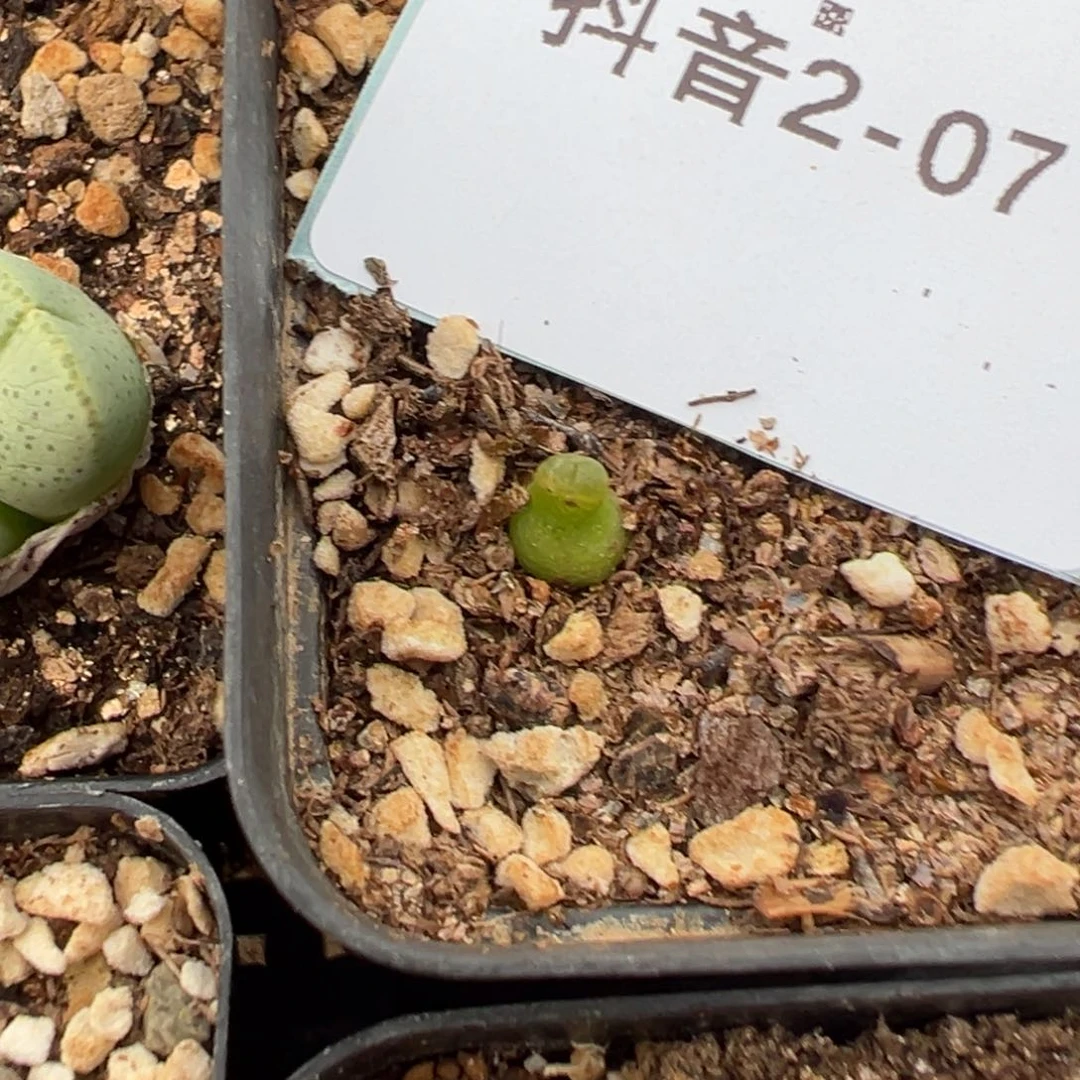 2-07肉锥多肉植物，