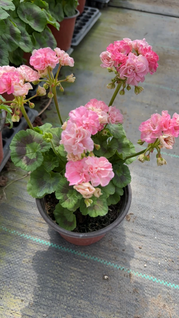 《海恩斯》多色矮生勤花