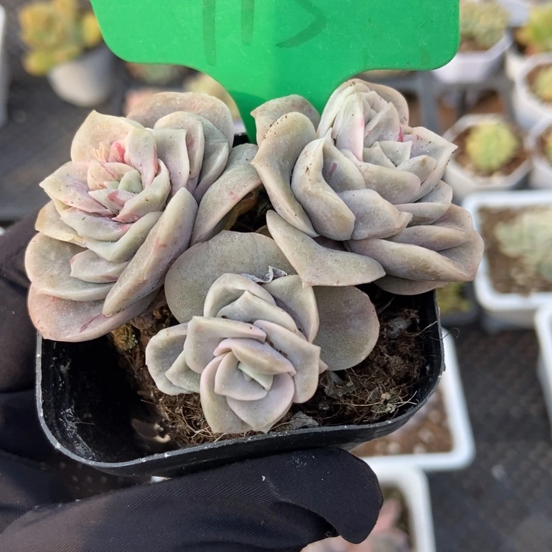 915可爱玫瑰石化多肉植物