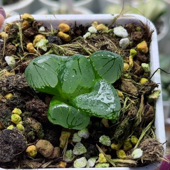 黎*380哈哈哈哈哈哈哈哈