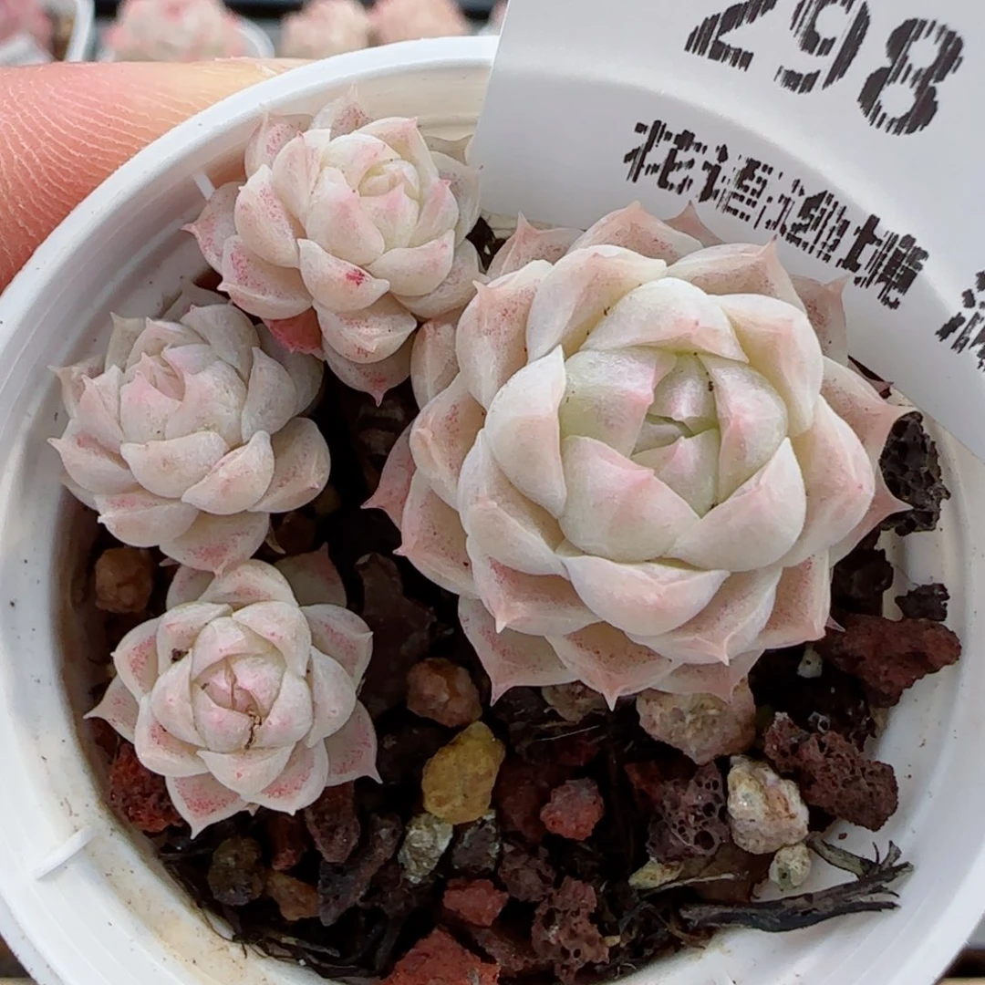 花语逸镜0326-298散