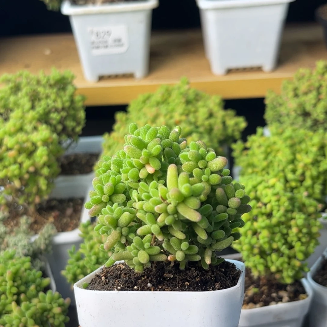 896蜜桔糖球小树。