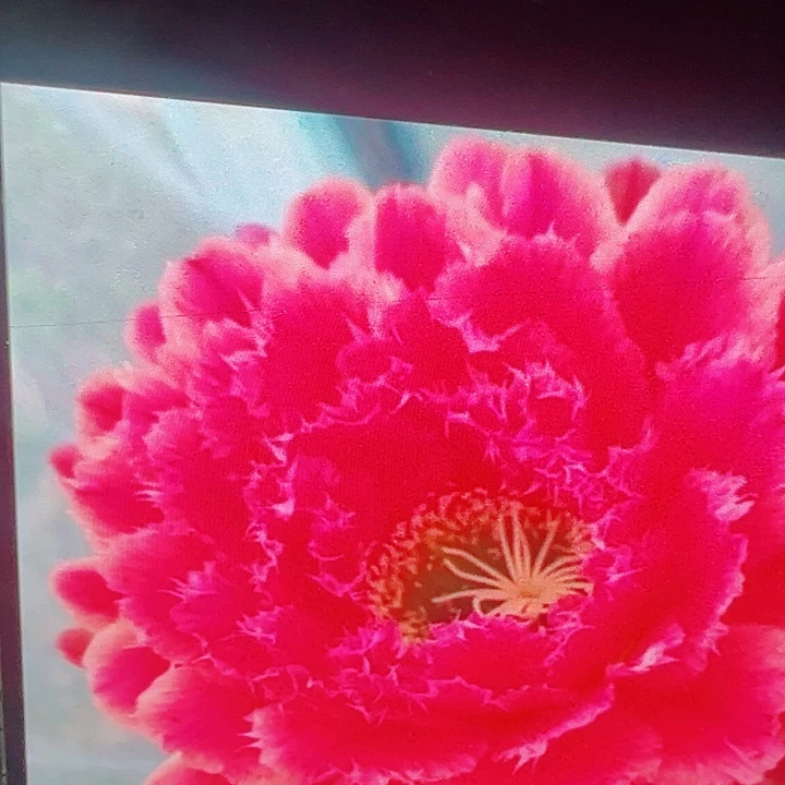 毛花柱 蒙娜丽莎 侧芽 厘米 满20包邮